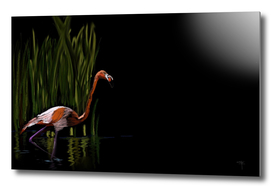 59 - Kerala flamingo