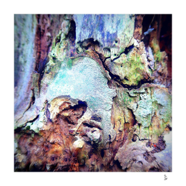 face of the tree