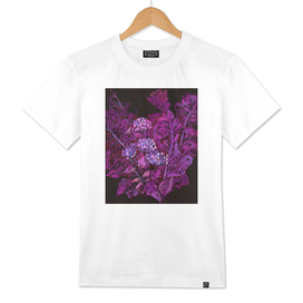 Hydrangea and Horseradish, Black & Purple