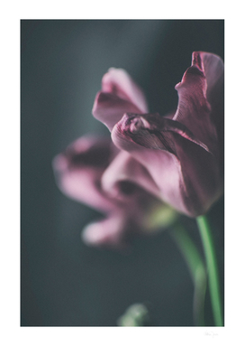 Tulip I/V