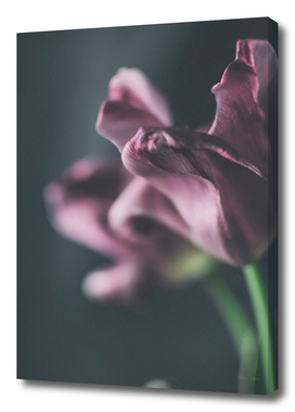 Tulip I/V