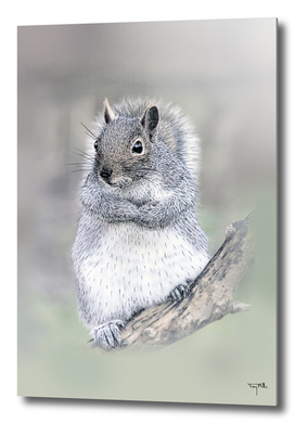 The curios Grey Squirrel.