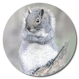The curios Grey Squirrel.
