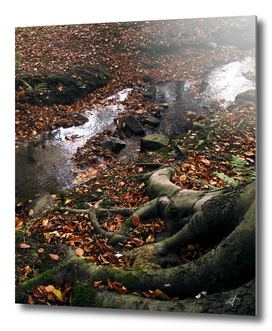 autumn woodland stream