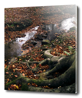 autumn woodland stream