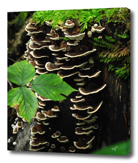 Turkeytail mushrooms