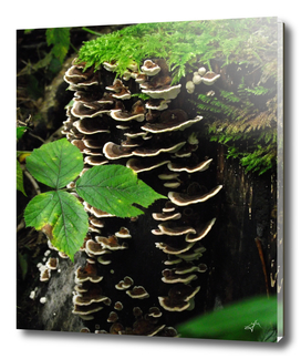 Turkeytail mushrooms