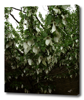 White floral canopy