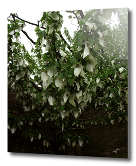 White floral canopy