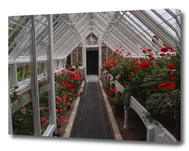 Greenhouse and red flowers
