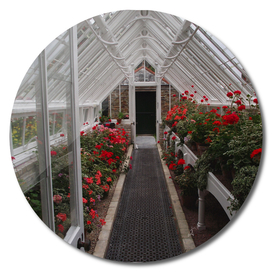 Greenhouse and red flowers