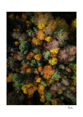 Autumn Forest - Aerial Photography