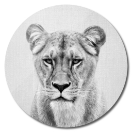 Lioness - Black & White