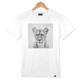 Lioness - Black & White