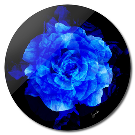 Blue Rose Abstract
