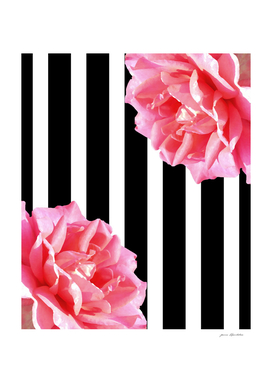 pink roses and stripes