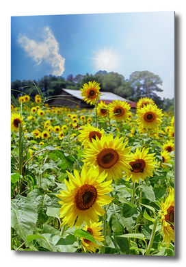 Bright Sunflowers Under Star Sun