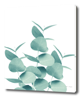 Eucalyptus Leaves Green White #1 #foliage #decor #art