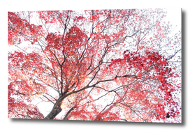 Red Autumnal leaves pattern autumn