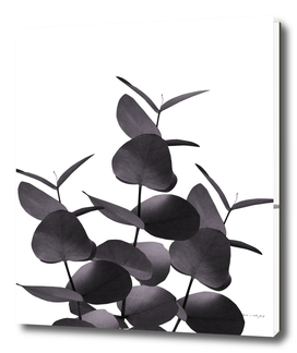 Eucalyptus Leaves Black White #1 #foliage #decor #art