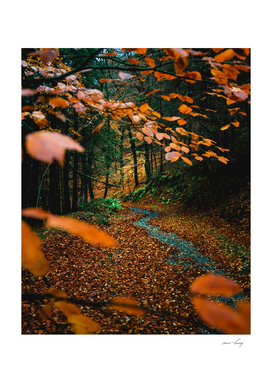 Autumn in Devils Glen, Wicklow, Ireland