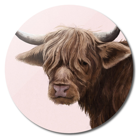 highland cattle portrait