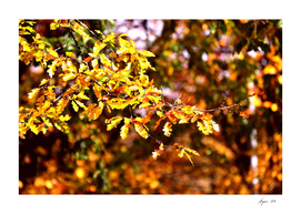 Autumn or Fall Leaves