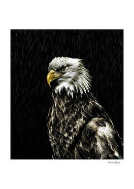 Eagle in Rain