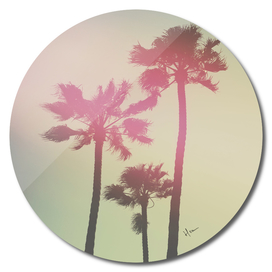 Californian Palm Trees