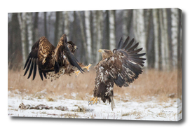 White-Tailed Eagle Fight