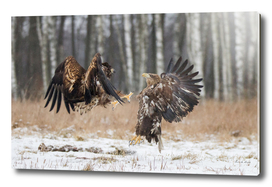 White-Tailed Eagle Fight