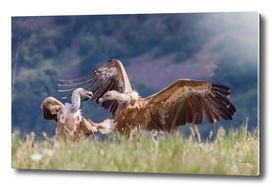 Karate Vulture