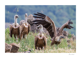 Griffon Vulture #1