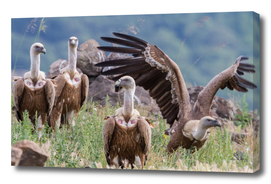Griffon Vulture #1
