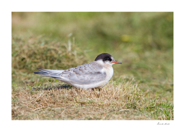 Young Common Tern