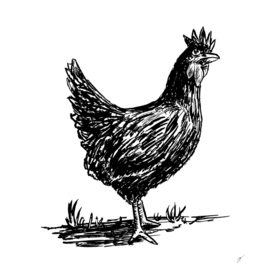Chicken 2018