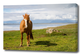 Icelandic_Horse