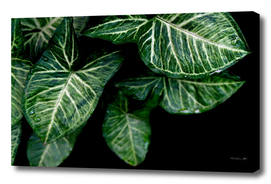 Green leaf of caladium