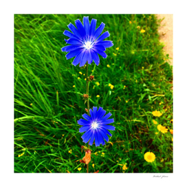 The Blue Flowers