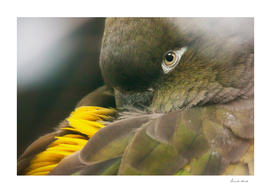 Burrowing Parrot