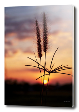 Grass flower and sunset