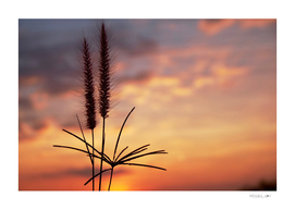 Grass flower and sunset