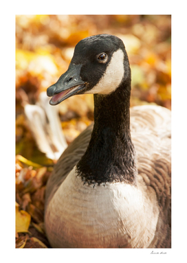 Autumn Goose