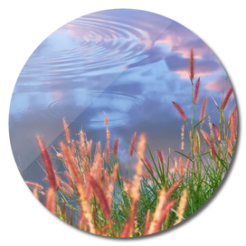 Fountain grass flower and ripples in the lake