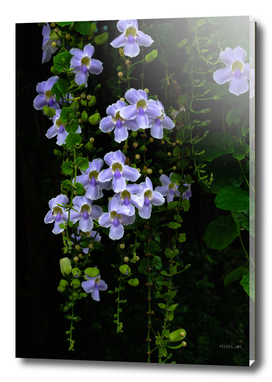 Purple flowers on vine