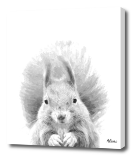 Black and White Squirrel