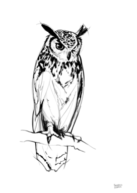 Owl_1