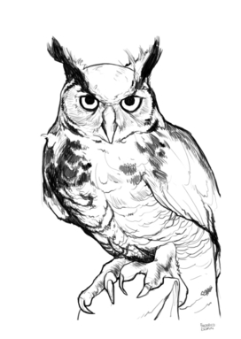 Owl_2