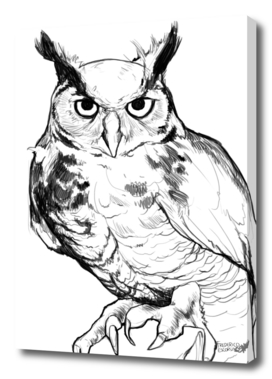Owl_2