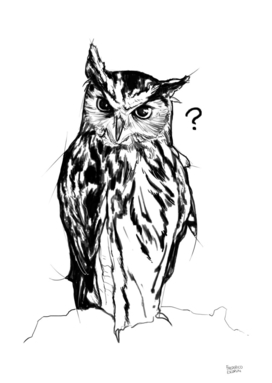 Owl_3